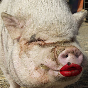 Military Bill Amended for the Better: This Pig Has Really, Really Good Lipstick