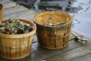 Maryland Report Misleads The Public On PFAS Contamination In Oysters